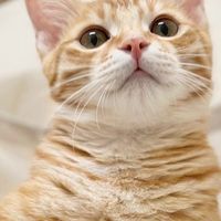 喵星人集合囉🐱友讚起來