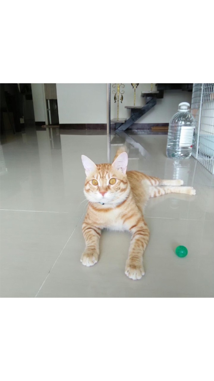 🐱毛孩的能量補給站🐶