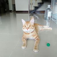 🐱毛孩的能量補給站🐶