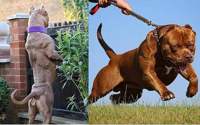 小心為上 7大猛犬攻擊性超強 看到千萬不要招惹牠們 Styletc Line Today