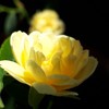 女性専用　40代~バツあり　シングル　こもれびカフェ
