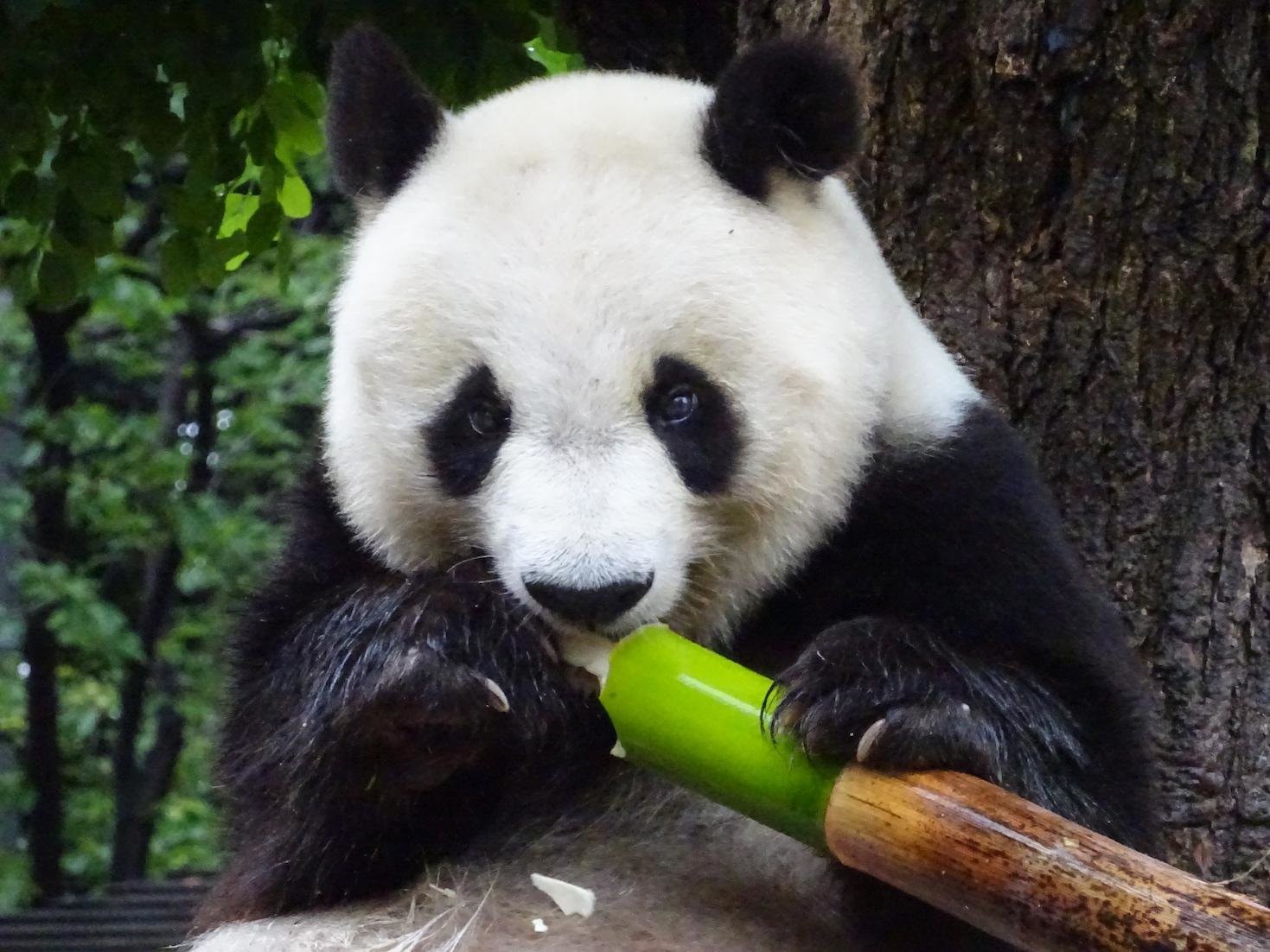 神戸 王子動物園のパンダのタンタンお別れ 悲劇乗り越えた年