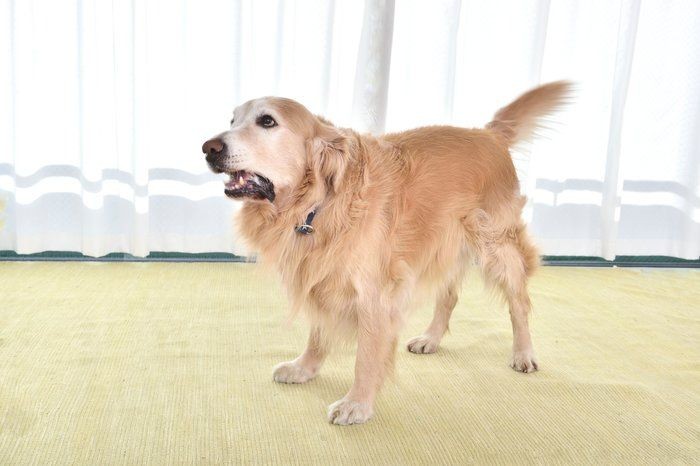 犬の吠え 鳴き声タイプをプロが分類 犬の気持ちを解説