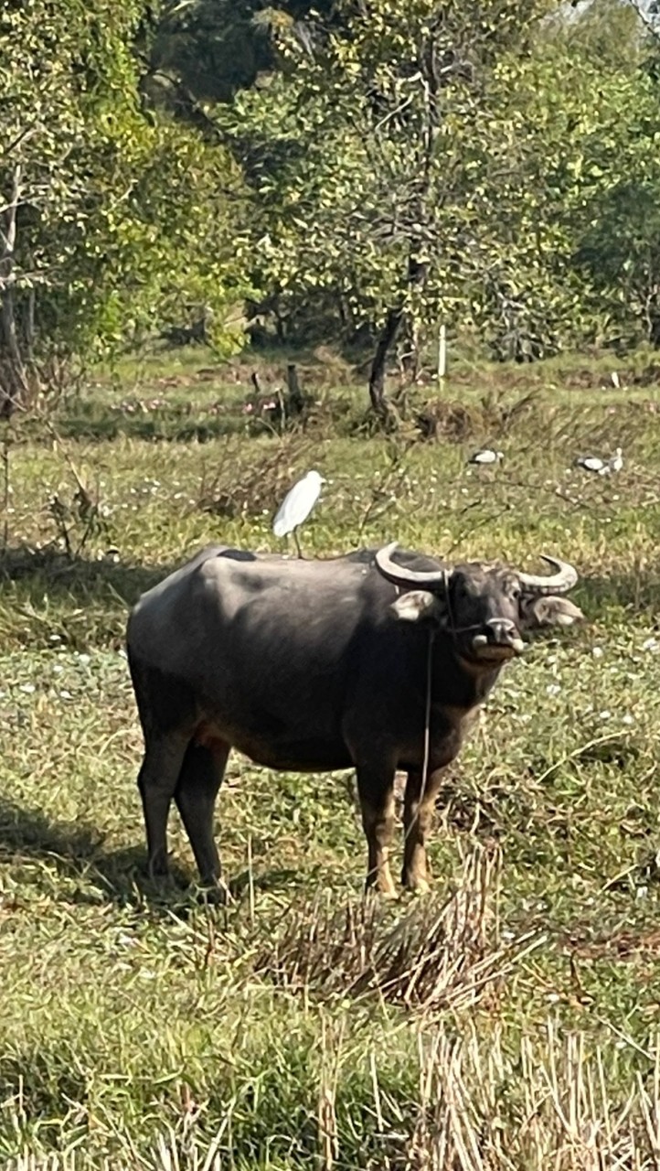 ตั้งว่าไรดี