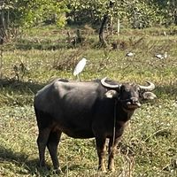 ตั้งว่าไรดี