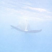 喜界島くじら見つけ隊