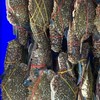 อาหารทะเลขายส่ง สำหรับร้านอาหาร บุฟเฟต์ ชาบู หมูกะทะ