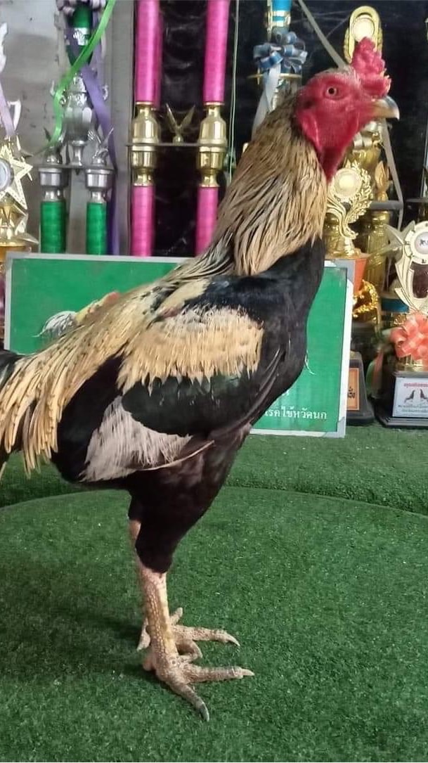 ปักธงชัยฟาร์ม