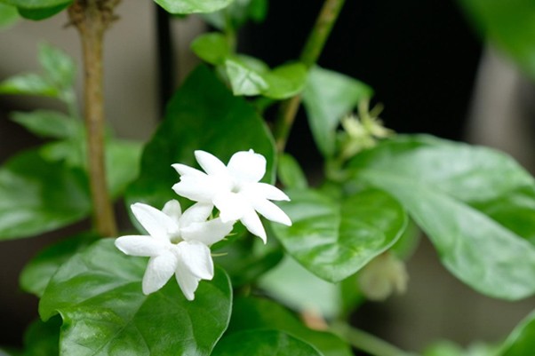 ベランダがいい香りに包まれる 茉莉花 まつりか の育て方