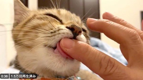 飼い主さんの指をチュパチュパ はしごおしゃぶり 猫