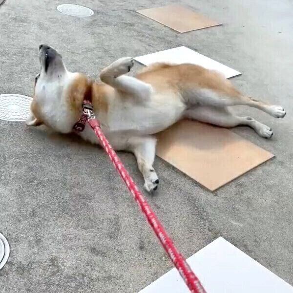 1時間も散歩したのに 家に入るのを断固拒否する柴犬