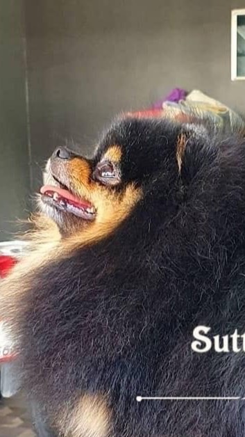 SutthirakPomeranians