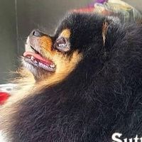 SutthirakPomeranians