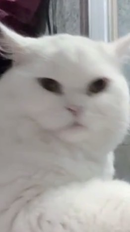 เมียงปร๊ะสะเมียงดม👹👹