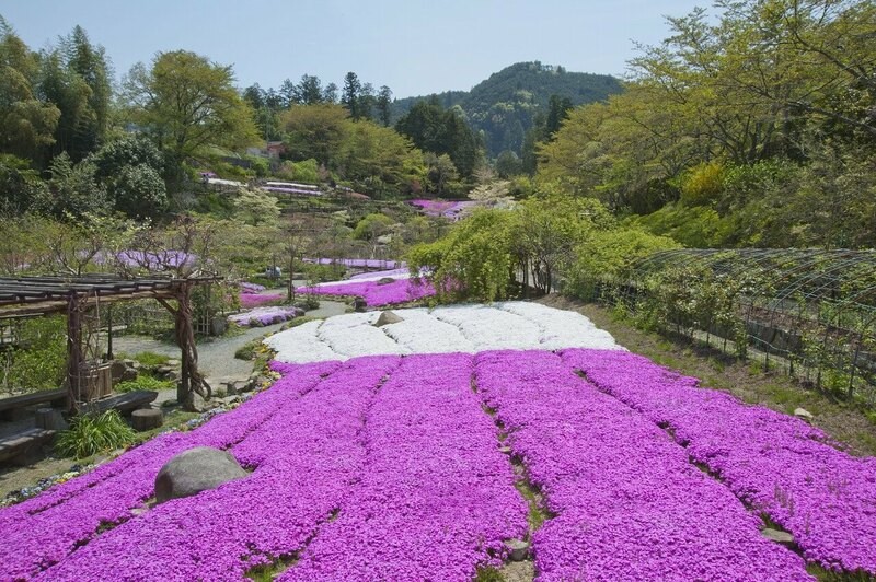 関西のおすすめ大規模 芝桜 スポット3選 4月下旬 Gwが見頃