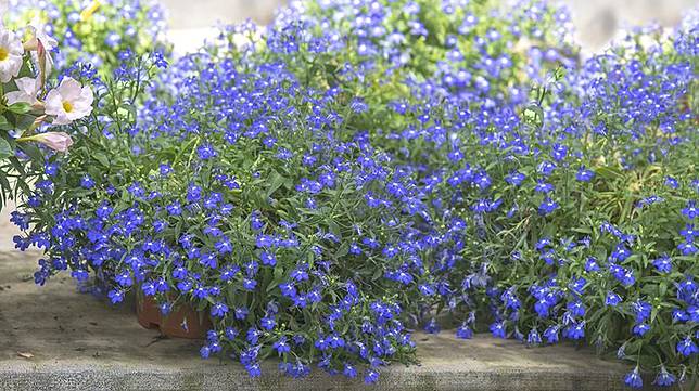 Tanaman Bunga Lobelia Dan Potensi Manfaatnya Untuk Kesehatan Sehatq Line Today