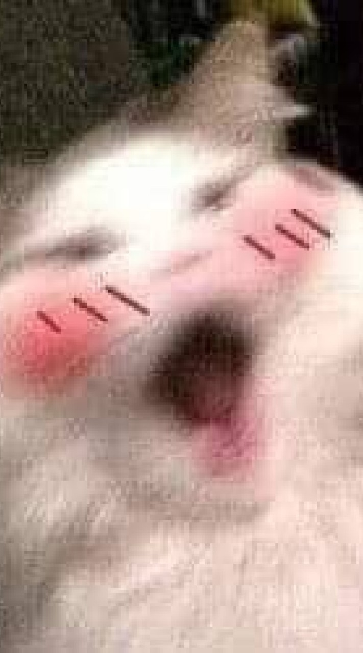 蛤哼