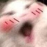 蛤哼