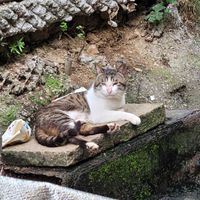小喵快回家
