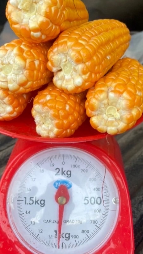 กลุ่มเกษตรกรซินเจนทา