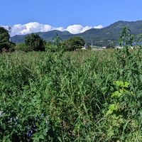 学生農家バイトin伊達