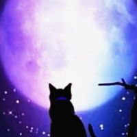 #猫の世界