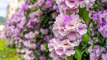 2019泰山蒜香藤【楓樹河濱公園】花季.交通怎麼去