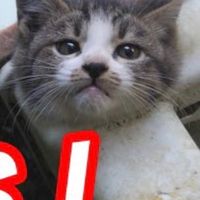 犬猫支援災害レスキュー