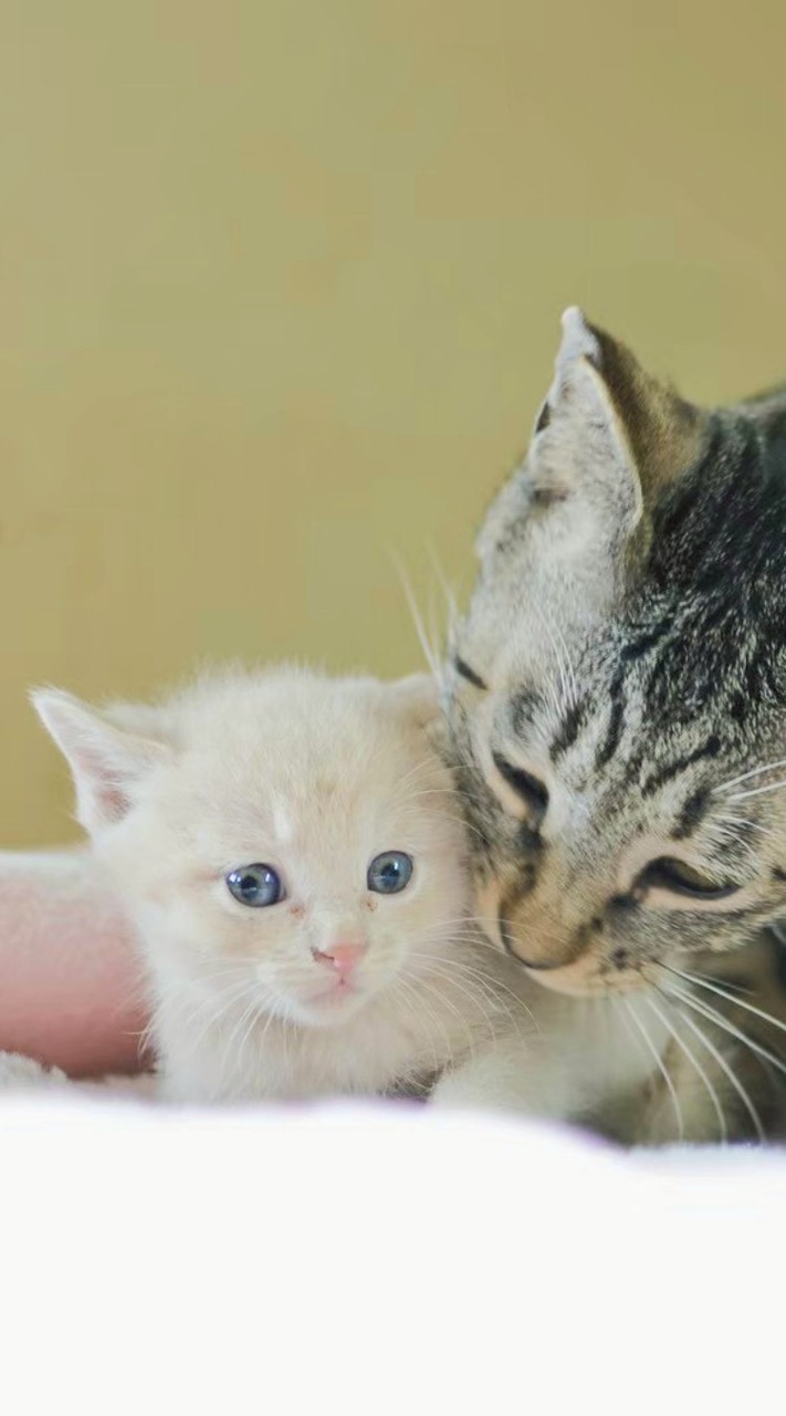 チルミルのおうち🐾クラウドファンディング