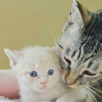 チルミルのおうち🐾クラウドファンディング