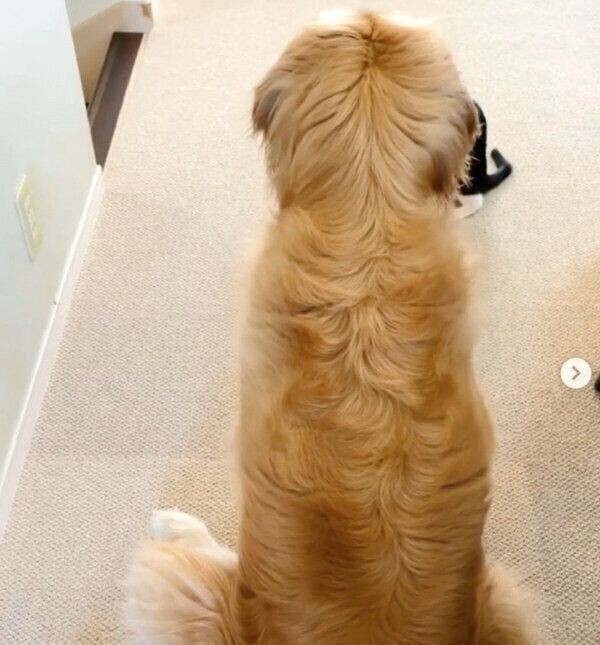 おもちゃに夢中の子猫を見守る犬 優しさあふれる後ろ姿 に胸キュン