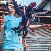 ซุ้ม 4 จักรพรรดิ ฟาร์ม