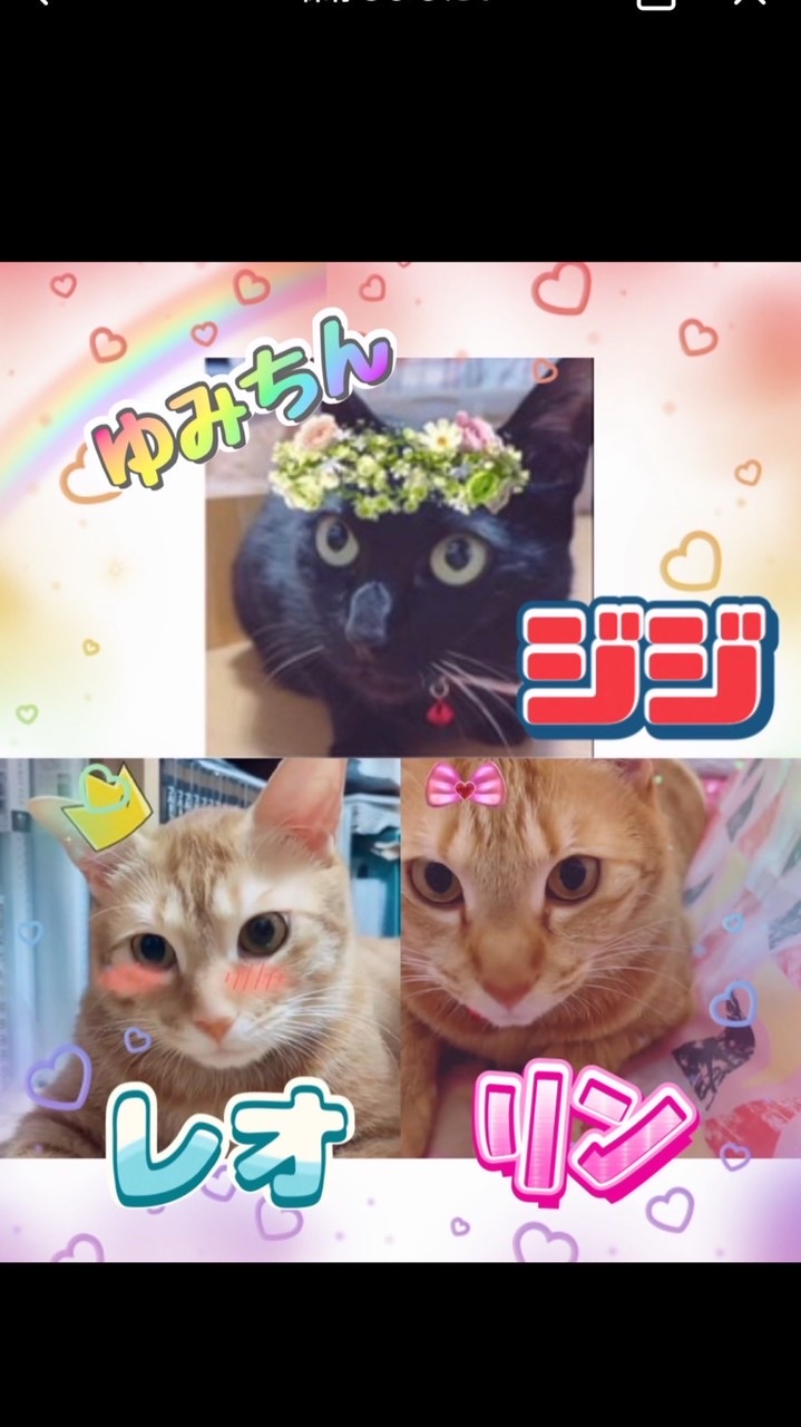 tiktokゆみちん🐈‍⬛🐈🐈