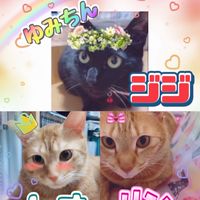 tiktokゆみちん🐈‍⬛🐈🐈