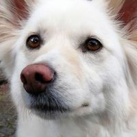 雑種犬Ꮮᵒᵛᵉ ⃛💕の集い🐕🌟｡:*