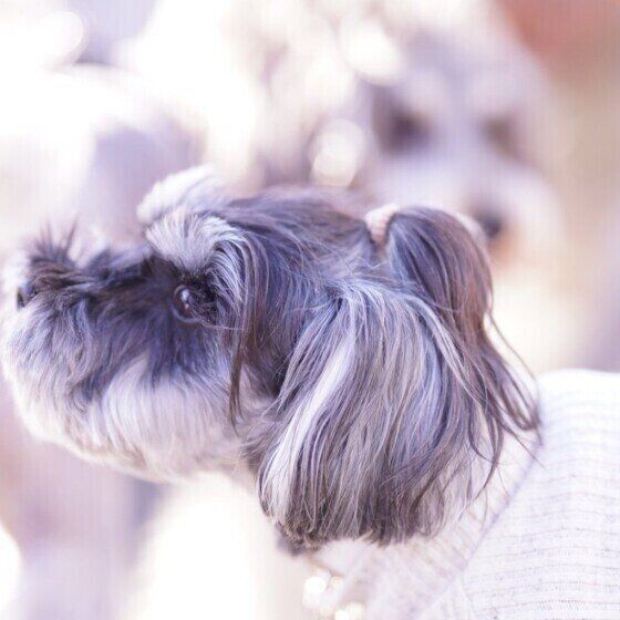 初めて犬を飼う人も 社会化しやすい 子犬の特徴 いぬのきもちnews