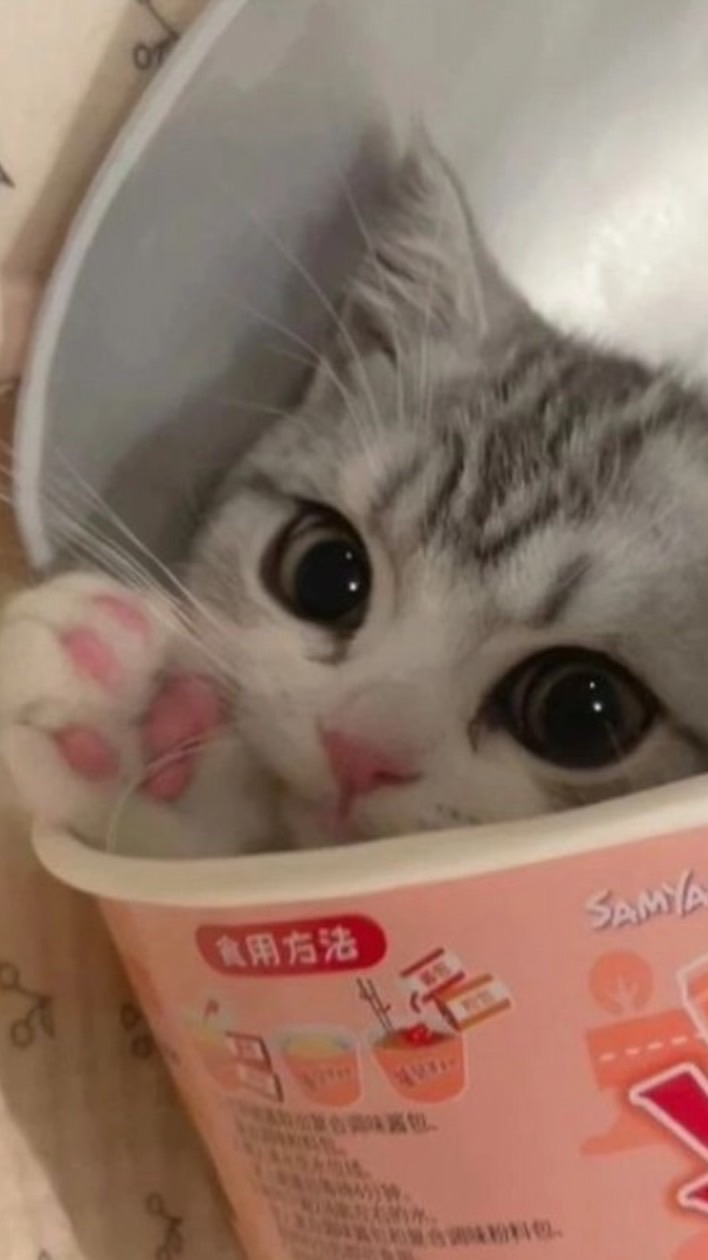 คนชอบแมวเหมียว🐱