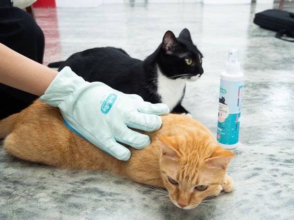 「貓砂」貓奴每日剷屎必備神器-防御工事 Hururu 條型礦型豆腐砂混用開箱分享