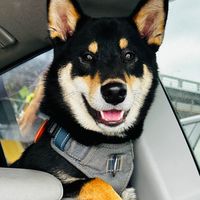 島暉手作寵物零食