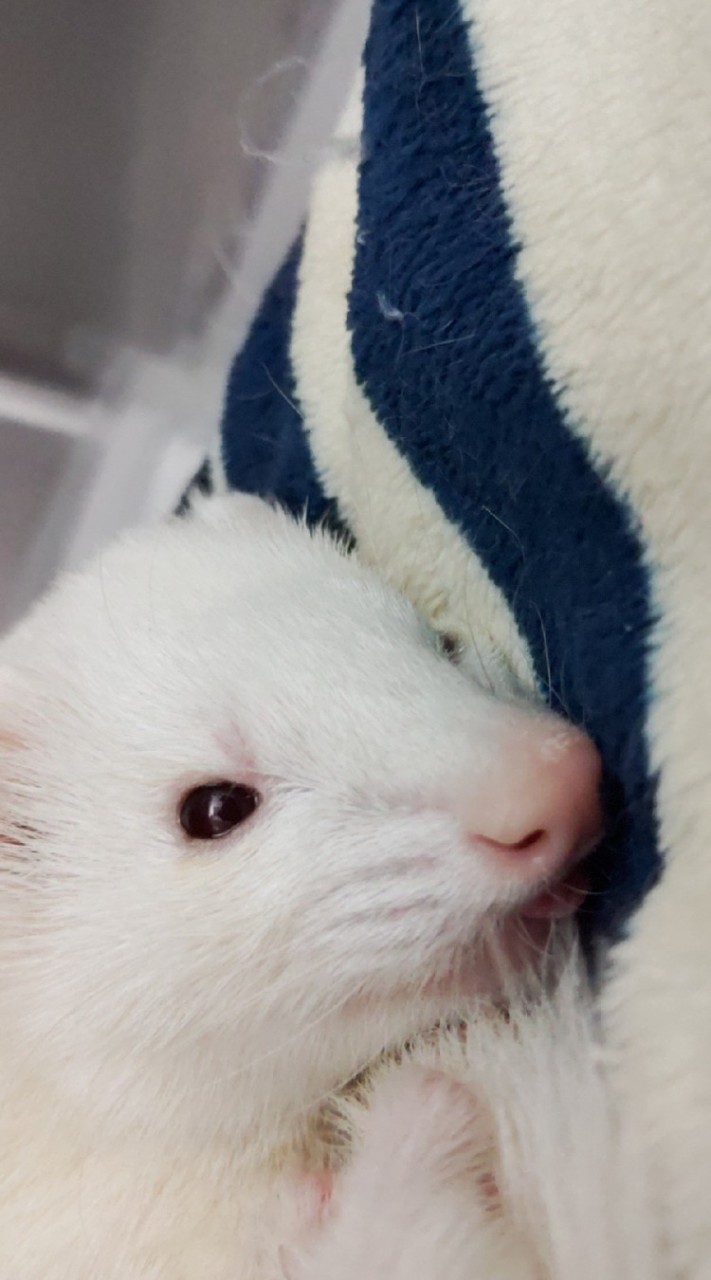 フェレット相談室