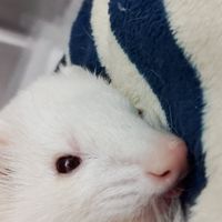フェレット相談室