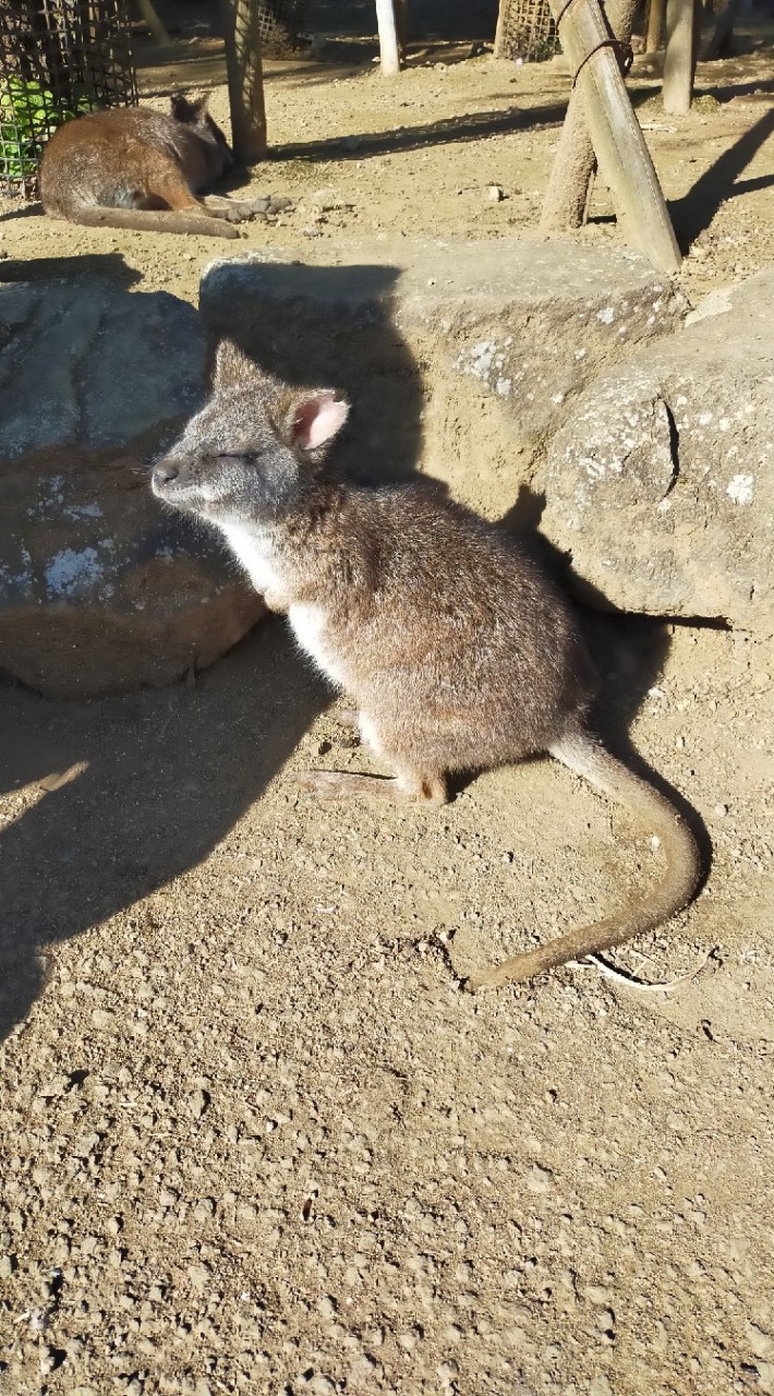 ふっふーのオープンチャット