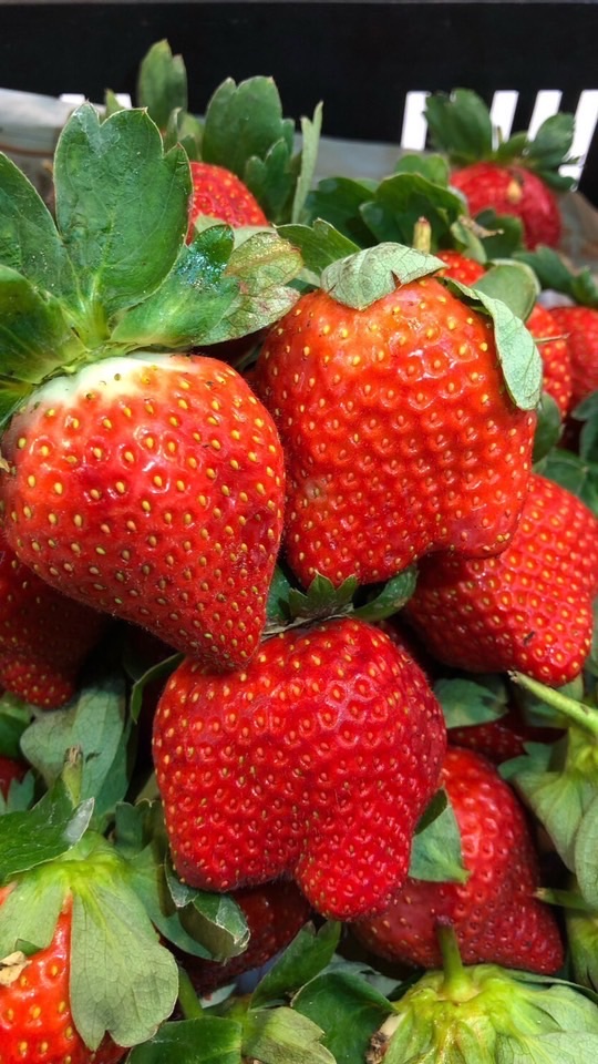金上賀草莓團購群組🍓