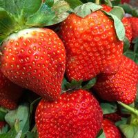 金上賀草莓團購群組🍓