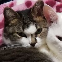 楽しく猫カフェしませんか？😺