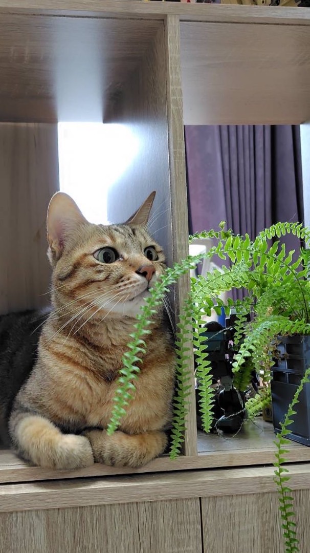 咪咪貓貓與花花草草🐈🐈‍⬛🌹🌱