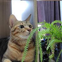 咪咪貓貓與花花草草🐈🐈‍⬛🌹🌱