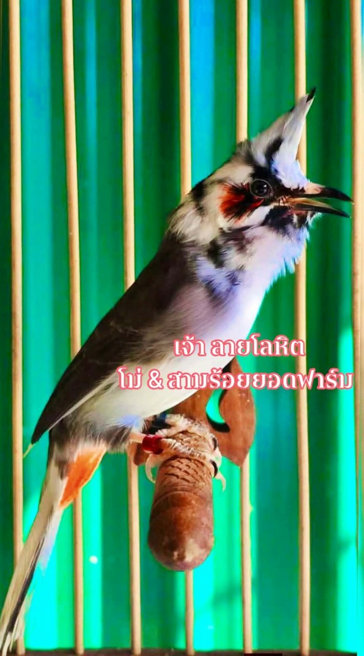 โม่ สามร้อยยอด