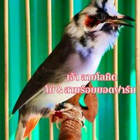 โม่ สามร้อยยอด