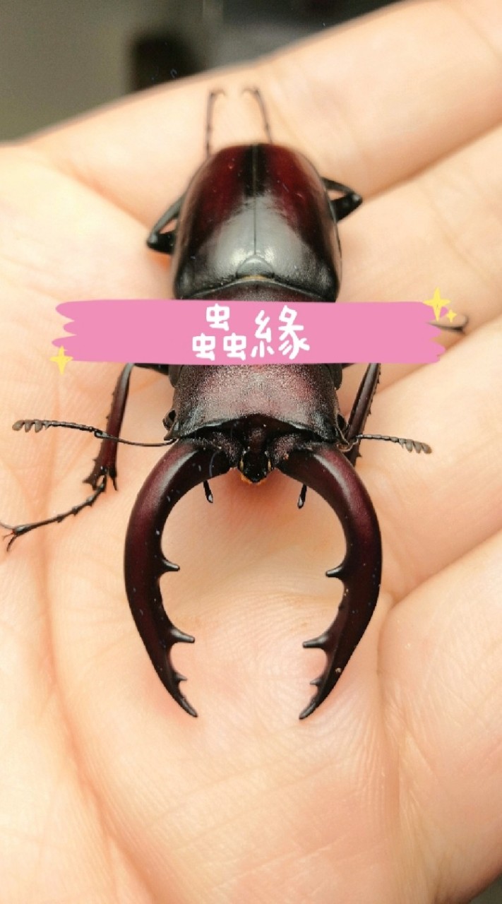 蟲緣討論競標群
